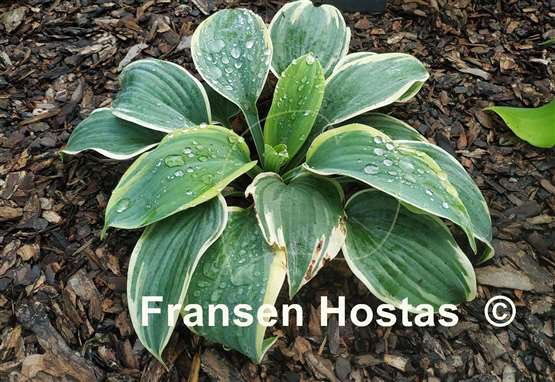 Hosta Shimmer